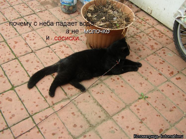 Котоматрица: молочко почему с неба падает вода, а не сосиски... и