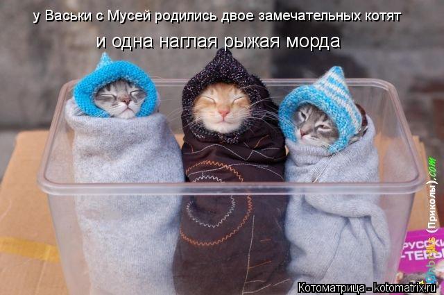 Котоматрица: у Васьки с Мусей родились двое замечательных котят и одна наглая рыжая морда