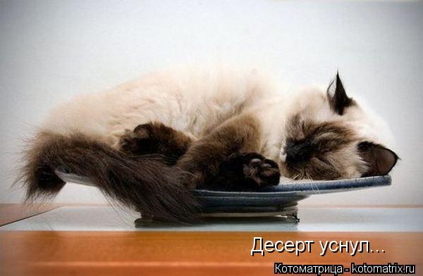 Котоматрица: Десерт уснул...