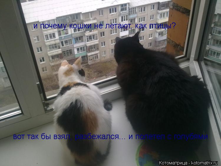 Котоматрица: вот так бы взял, разбежался... и полетел с голубями и почему кошки не летают, как птицы?