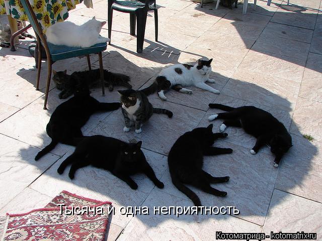 Котоматрица: Тысяча и одна неприятность
