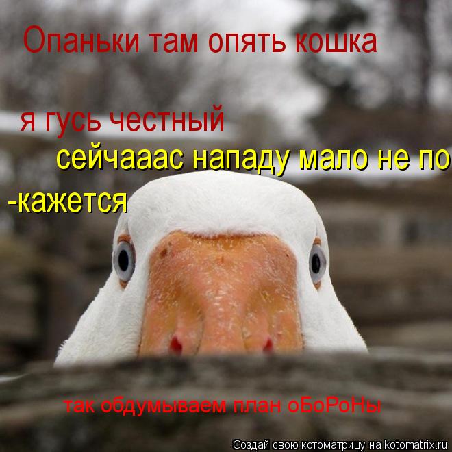 Котоматрица: Опаньки там опять кошка  я гусь честный сейчааас нападу мало не покажется -кажется так обдумываем план оБоРоНы