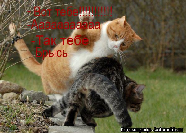 Котоматрица: Вот тебе!!!!!!!!!!! -Ааааааааааа -Так тебе Брысь -