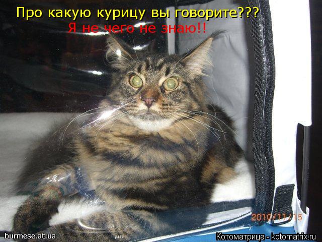 Котоматрица: Про какую курицу вы говорите???           Я не чего не знаю!!