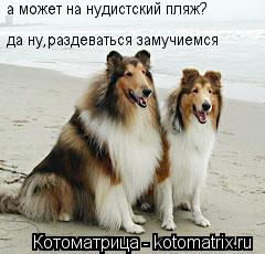 Котоматрица: а может на нудистский пляж? да ну,раздеваться замучиемся