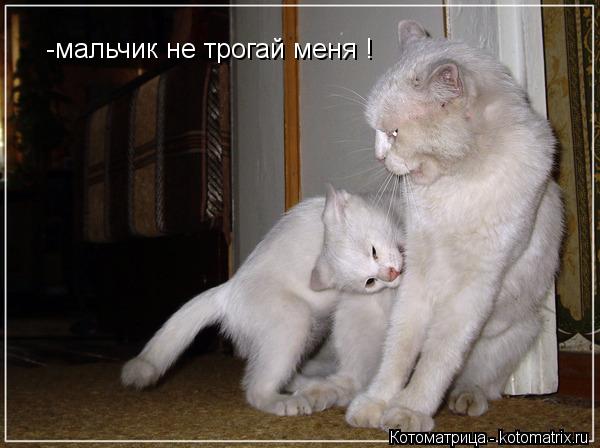 Котоматрица: -мальчик не трогай меня !