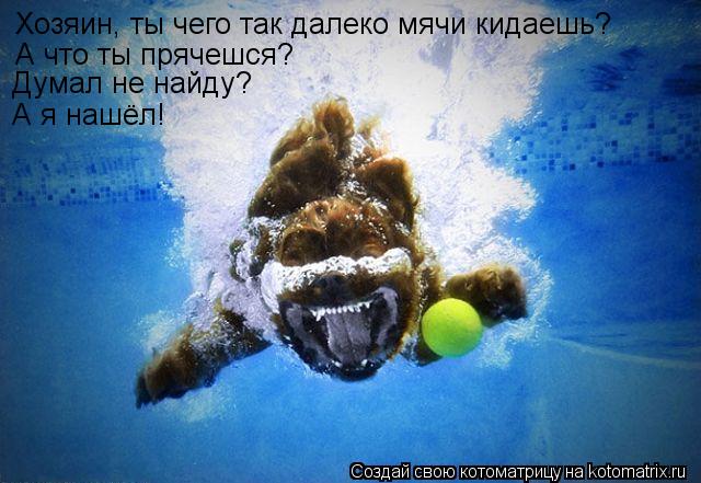Котоматрица: Хозяин, ты чего так далеко мячи кидаешь? А что ты прячешся? Думал не найду? А я нашёл!