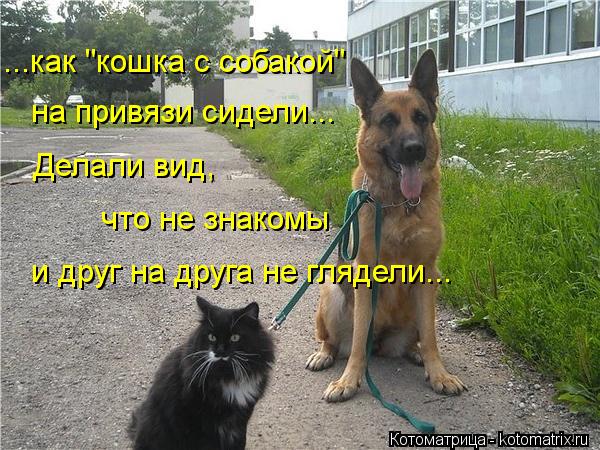 Котоматрица: на привязи сидели... Делали вид,  что не знакомы и друг на друга не глядели... ...как "кошка с собакой"