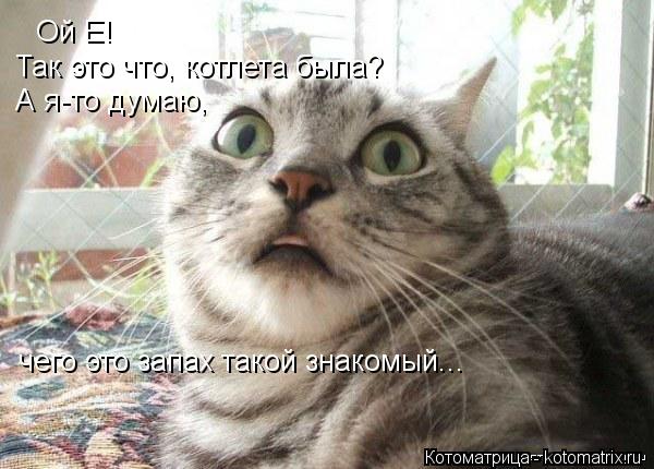 Ой Е! Так это что, котлета была? А я-то думаю, чего это запах такой знакомый...... Котоматрица: Ой Е! Так это что, котлета была? А я-то думаю, чего это запах такой знакомый...