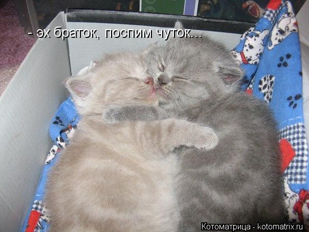 Котоматрица: - эх браток, поспим чуток...