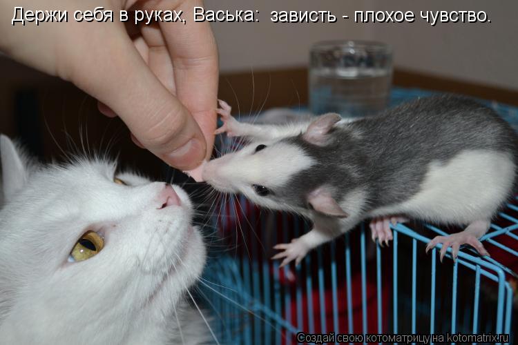 Котоматрица: Держи себя в руках, Васька:  зависть - плохое чувство.