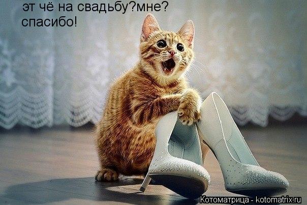 Котоматрица: эт чё на свадьбу?мне? спасибо!