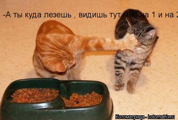 Котоматрица: -А ты куда лезешь , видишь тут мне на 1 и на 2