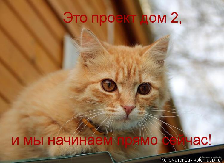 Котоматрица: Это проект дом 2, и мы начинаем прямо сейчас!