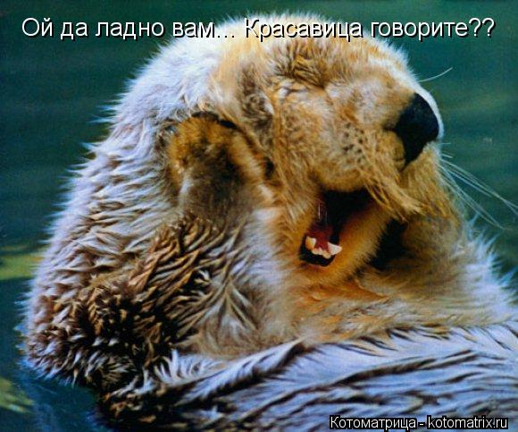 Котоматрица: Ой да ладно вам... Красавица говорите??