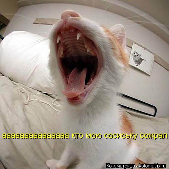 Котоматрица: ааааааааааааааа кто мою сосиську сожрал