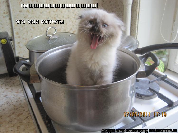 Котоматрица: кышшшшшшшшшшшшш! это мои котлеты