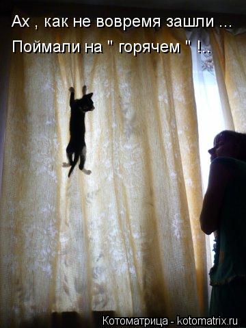 Котоматрица: Ах , как не вовремя зашли ... Поймали на " горячем " !..