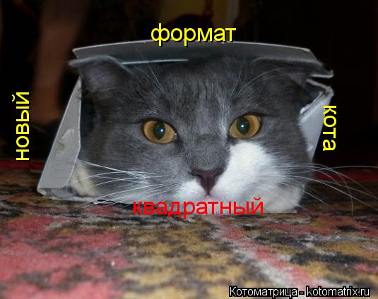 Котоматрица: новый кота формат квадратный