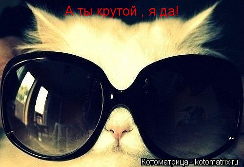 Котоматрица: А ты крутой , я да!