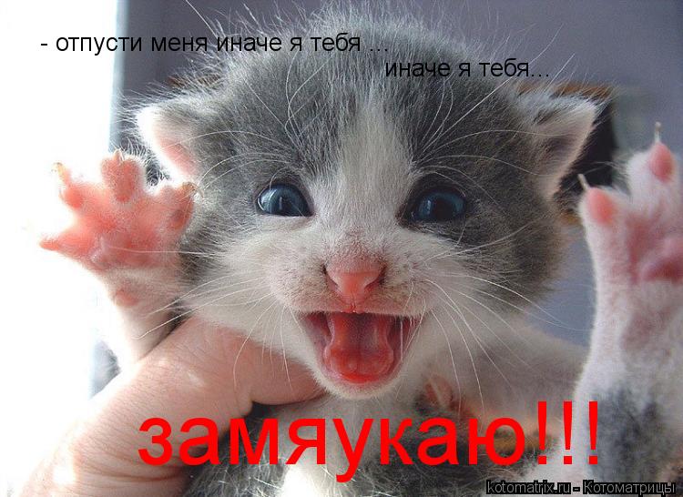 Котоматрица: - отпусти меня иначе я тебя ... иначе я тебя... замяукаю!!!