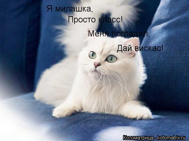 Котоматрица: Я милашка, Просто класс! Меня погладил, Дай вискас!