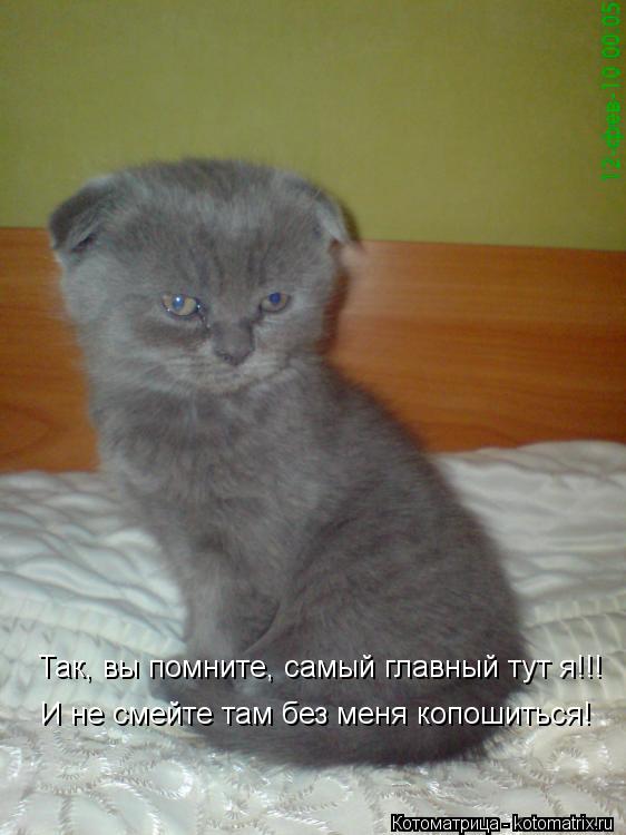 Котоматрица: Так, вы помните, самый главный тут я!!! И не смейте там без меня копошиться!