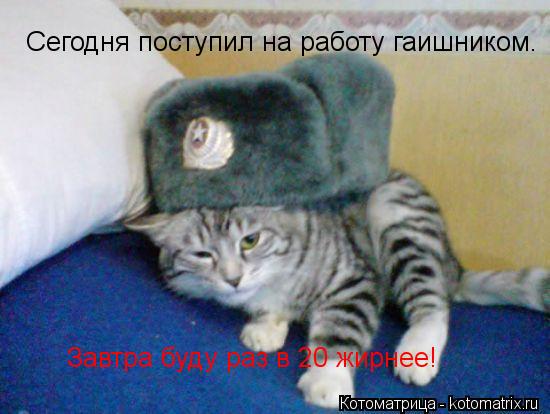 Котоматрица: Сегодня поступил на работу гаишником.  Завтра буду раз в 20 жирнее!