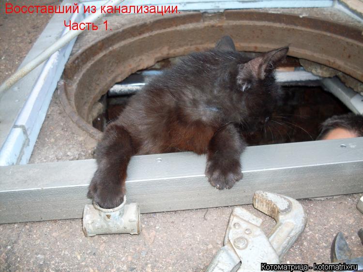 Котоматрица: Восставший из канализации. Часть 1.