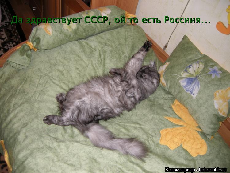 Котоматрица: Да здравствует СССР, ой то есть Россиия...