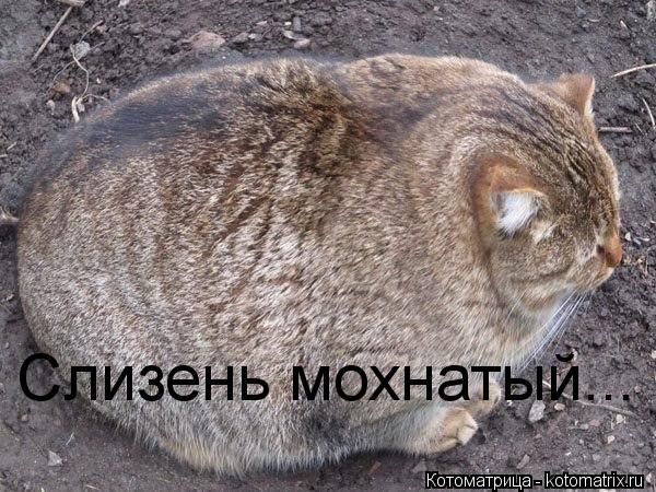 Котоматрица: Слизень мохнатый...