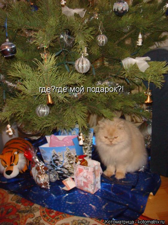 Котоматрица: где?где мой подарок?!