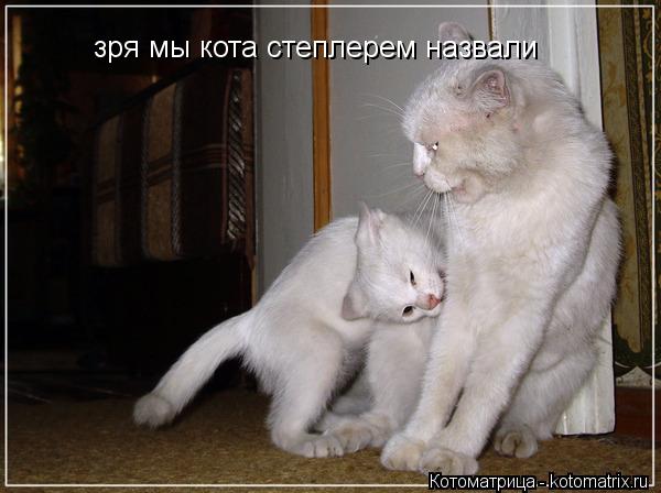 Котоматрица: зря мы кота степлерем назвали
