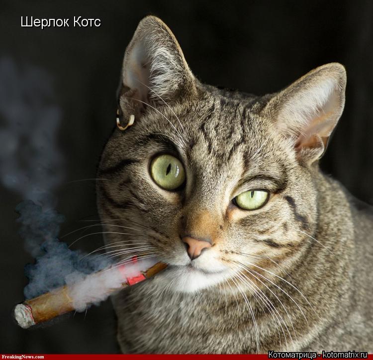 Котоматрица: Шерлок Котс