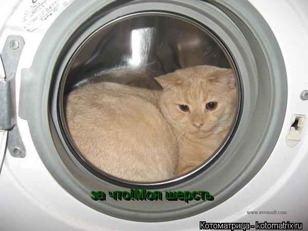Котоматрица: за что!Моя шерсть за что!Моя шерсть за что!Моя шерсть