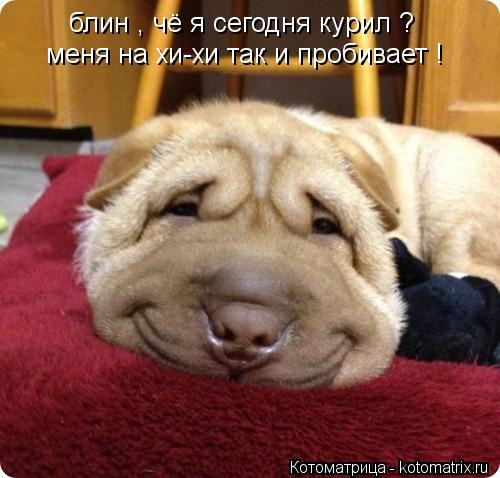 Котоматрица: блин , чё я сегодня курил ? меня на хи-хи так и пробивает !