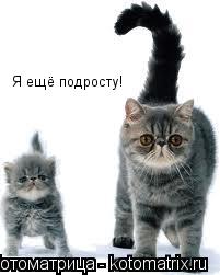Котоматрица: Я ещё подросту!