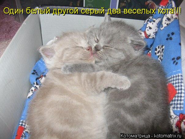 Котоматрица: Один белый другой серый два веселых кота!!!