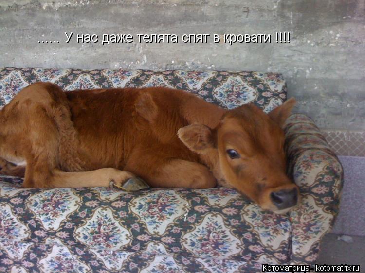 Котоматрица: ...... У нас даже телята спят в кровати !!!!