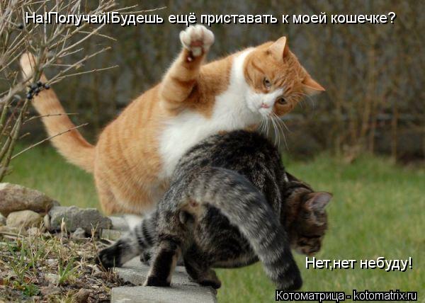 Котоматрица: На!Получай!Будешь ещё приставать к моей кошечке? Нет,нет небуду!