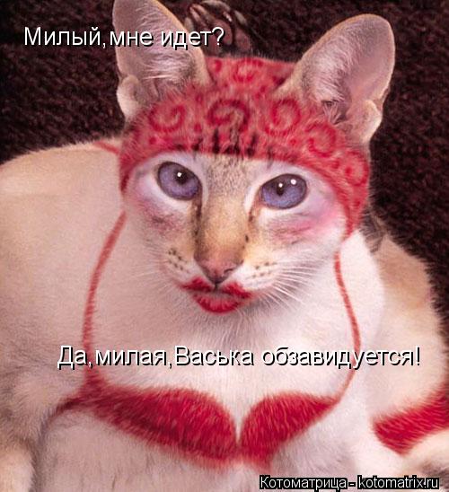 Котоматрица: Милый,мне идет? Да,милая,Васька обзавидуется!
