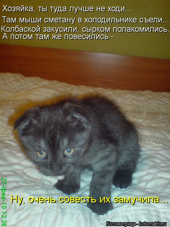 Котоматрица: Хозяйка, ты туда лучше не ходи... Там мыши сметану в холодильнике съели... Колбаской закусили, сырком полакомились,  А потом там же повесились 