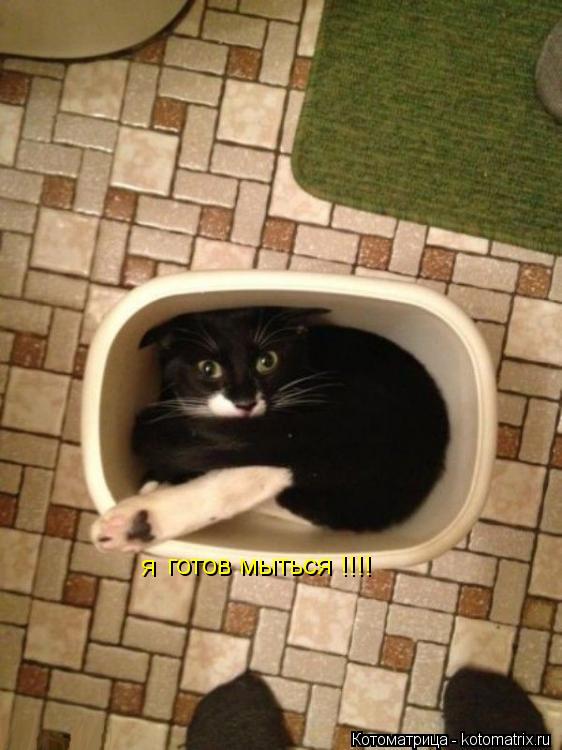 Котоматрица: я  готов мыться !!!!
