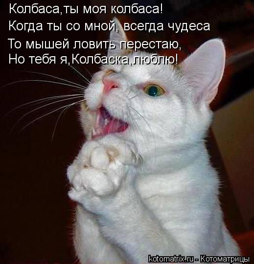 Котоматрица: Колбаса,ты моя колбаса! Когда ты со мной, всегда чудеса То мышей ловить перестаю, Но тебя я,Колбаска,люблю!