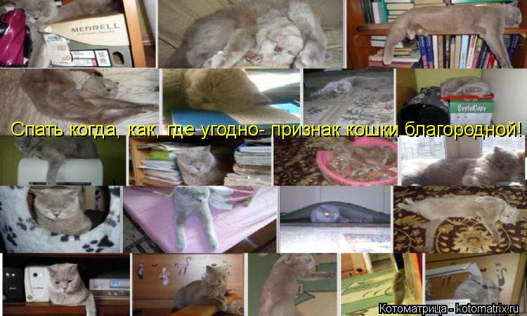 Котоматрица: Спать когда, как, где угодно- признак кошки благородной!