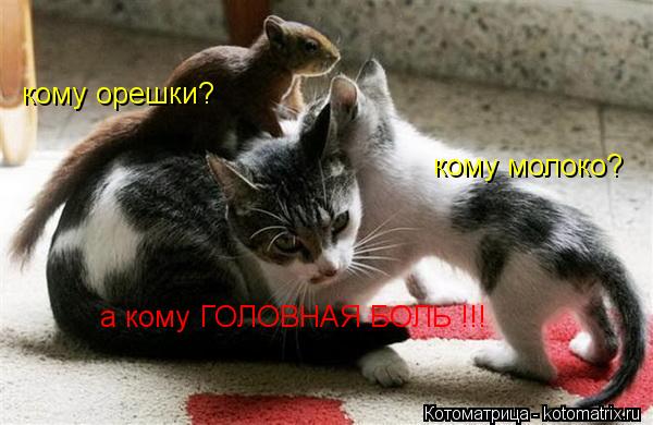 Котоматрица: кому орешки? кому молоко?  а кому ГОЛОВНАЯ БОЛЬ !!!