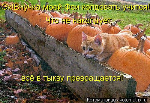 Котоматрица: Эх!Внучка моей Феи колдовать учится! Что не наколдует, всё в тыкву превращается!