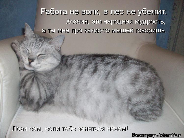 Котоматрица: Работа не волк, в лес не убежит. Хозяин, это народная мудрость, а ты мне про каких-то мышей говоришь.. Лови сам, если тебе заняться нечем!
