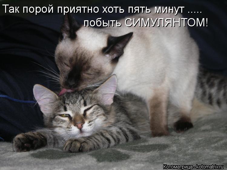 Так порой приятно хоть пять минут ..... побыть СИМУЛЯНТОМ!... Котоматрица: Так порой приятно хоть пять минут ..... побыть СИМУЛЯНТОМ!