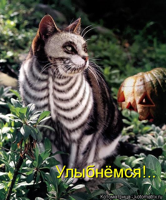 Котоматрица: Улыбнёмся!..